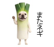 838838255