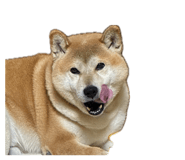 838841322