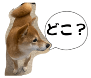 838842774