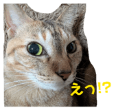 838843011