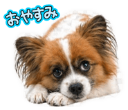 838843462