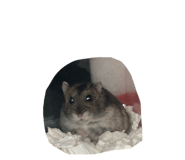 838843989