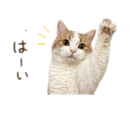 838852990