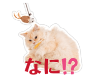 838854516