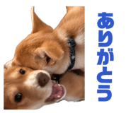 838867577