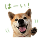 838879617