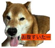838903481