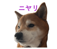 838903503