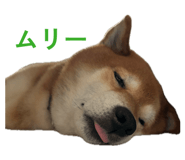 838903504