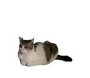 838933850