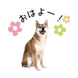 838969697