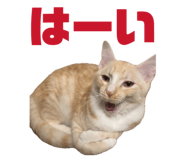838972067