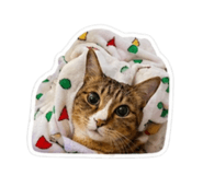 838984856