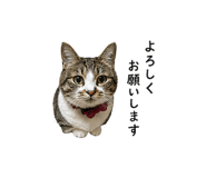 838994855