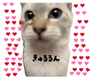 839017911