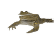 839034518