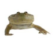 839034520