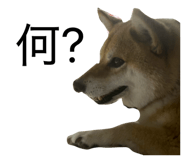 839050247