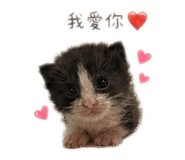 839053411