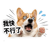 839054217