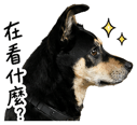839055466