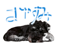 839081016