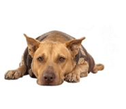 839081960