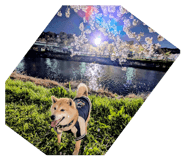 839083237