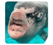 839086034