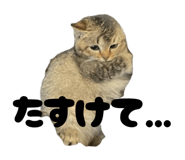 839087990