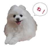839088416