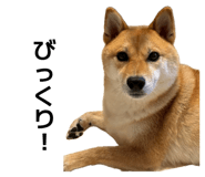 839095475