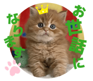 839144795