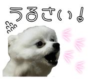839196556