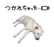 839205253