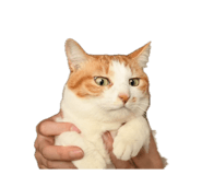 839206707
