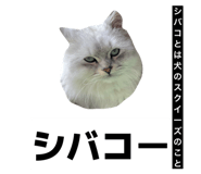 839211333