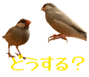 839233397