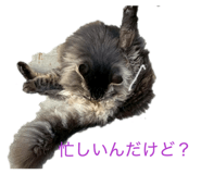 839235155