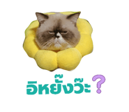 839252726