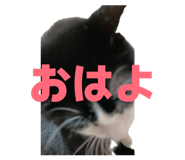 839273116