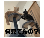 839277111