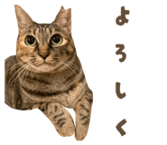 839277427