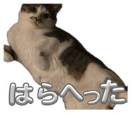 839277578