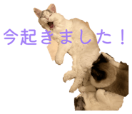 839279070