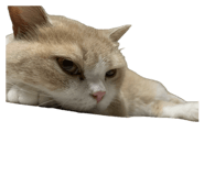 839291871