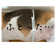 839294423