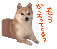 839300207