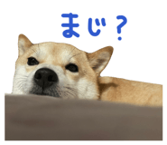 839300216