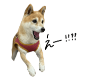 839300707